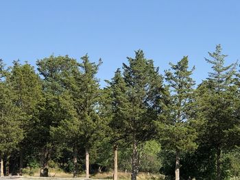 Low angle view of trees against clear blue sky