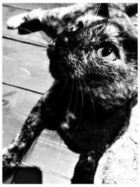 Close-up of dog
