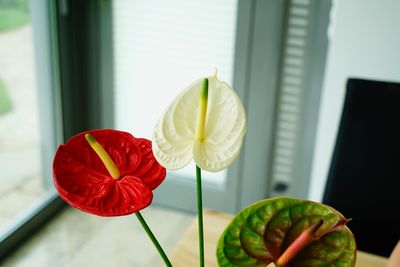 Close-up of strawberry growing on table