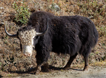 Yak standing in the mountain