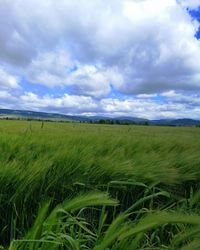 Scenic view of agricultural field against sky