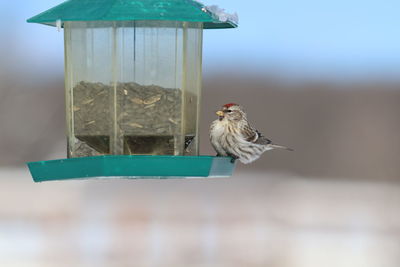 Bird perching on a feeder