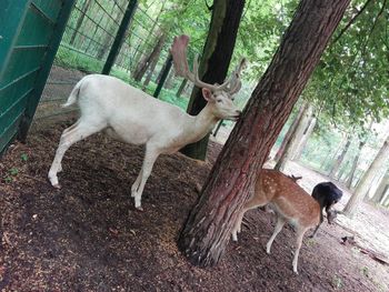 Deer standing by tree