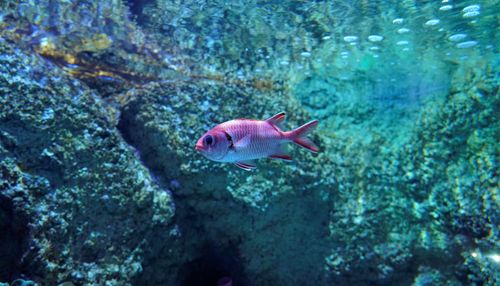 Fish swimming underwater