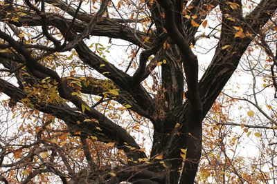 Low angle view of bird perching on tree