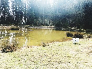 Scenic view of lake in forest