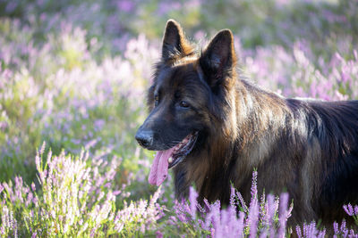 German shepherd dog