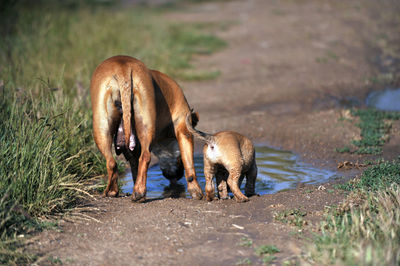 Dogs drinking water in a field