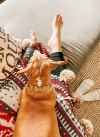 High angle view of woman lying down on bed with a dog and blanket