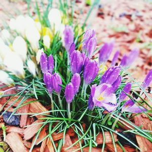 Close-up of purple flowers blooming in field