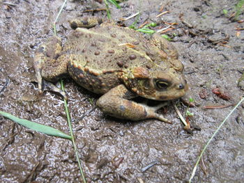 Close-up of frog on field