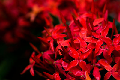 Full frame shot of red chili peppers