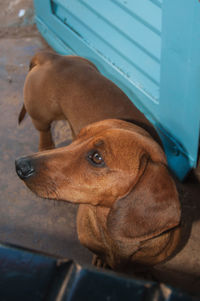 Close-up of friendly dachshund dog looking aside in an house near pardinho, brazil.