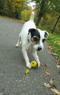 Dog looking at camera