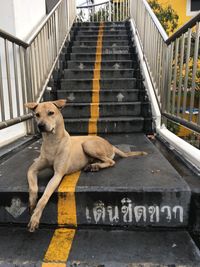 Dog lying down on steps