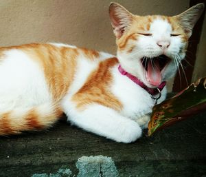 Close-up of cat relaxing on floor