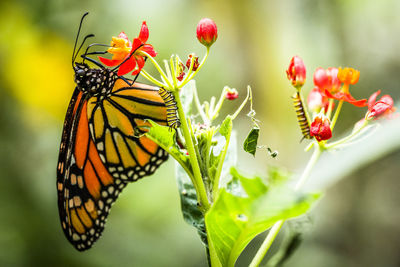 Close-up of butterfly on plant