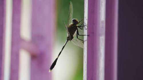 Close-up of insect on plant