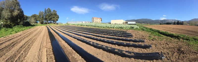 Scenic view of agricultural field against sky