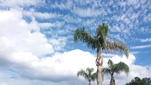 Low angle view of palm tree against sky