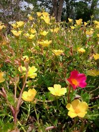 Close-up of yellow flowering plants on field