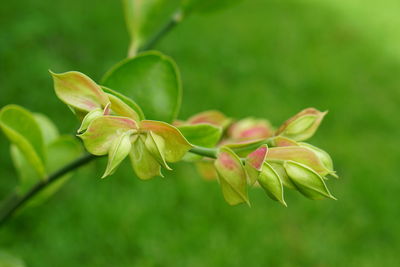 Close-up of yellow flowering plant