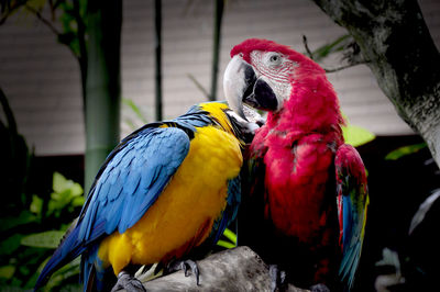 Close-up of parrot perching on branch