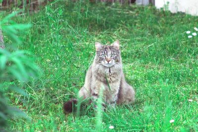 Portrait of cat sitting on grass
