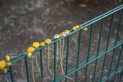 Close-up of yellow  plants on fence