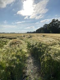 Scenic view of agricultural field against sky