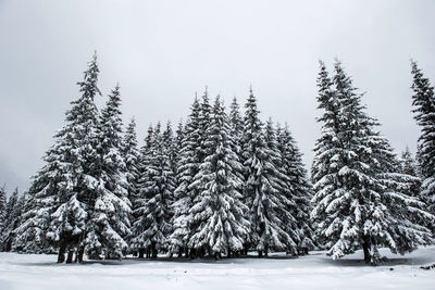 Snow covered pine trees in forest against cloudy sky