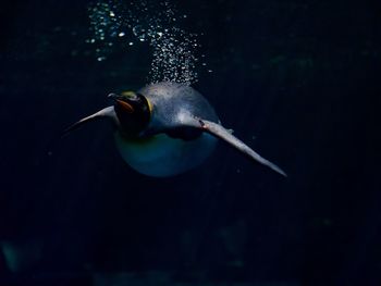 Close-up of a bird