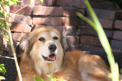 Portrait of a dog