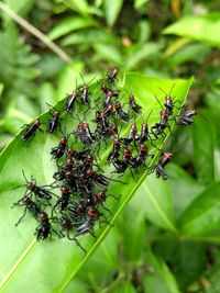 Close-up of insect on plant