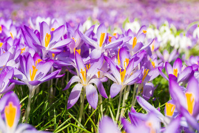 Close-up of purple crocus flowers