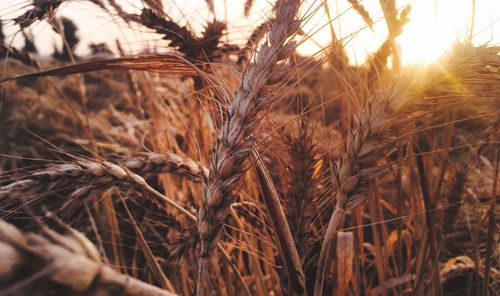 Close-up of wheat field