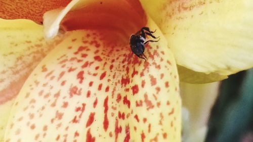 Close-up of insect on red leaf