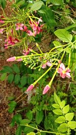 Close-up of pink flowering plants