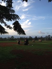 Scenic view of grassy field against sky
