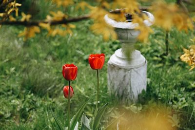 Close-up of poppy flowers blooming on field