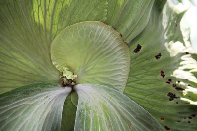 Close-up of insect on leaf