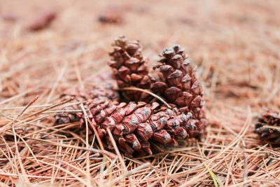 Brown pine cone or pine tree fruit on the ground with dry autumn pine leaf in the background