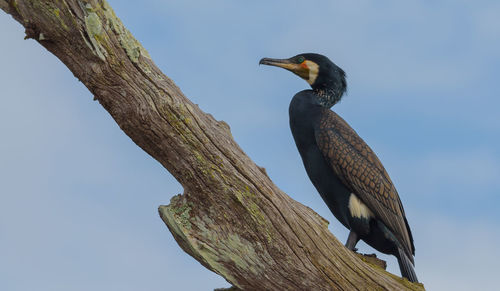 Low angle view of bird perching on tree against sky