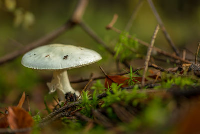 Close-up of mushroom growing on tree