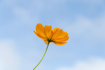Close-up of yellow flower blooming against blue sky