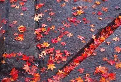 High angle view of maple leaves during autumn