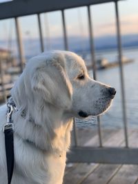 A white dog sits on a pier by the lake looking to the right. he is wearing a prong collar and leash.