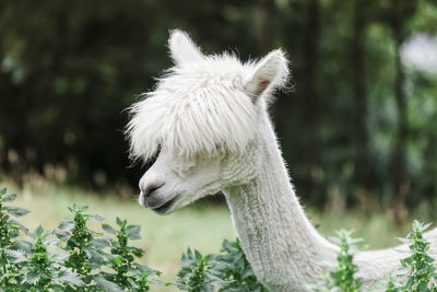 Close-up of white alpaca