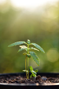 Close-up of small plant