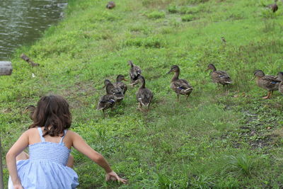 Rear view of girl with ducklings on grass at lakeshore